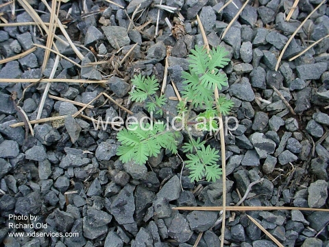 burnet, annual